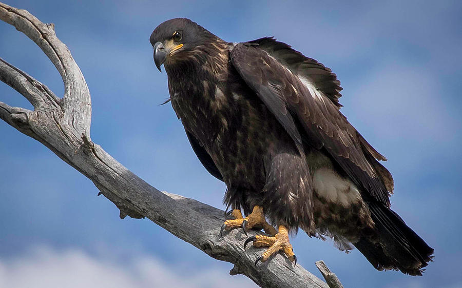 Young Baldy Photograph by Dan Kinghorn - Pixels