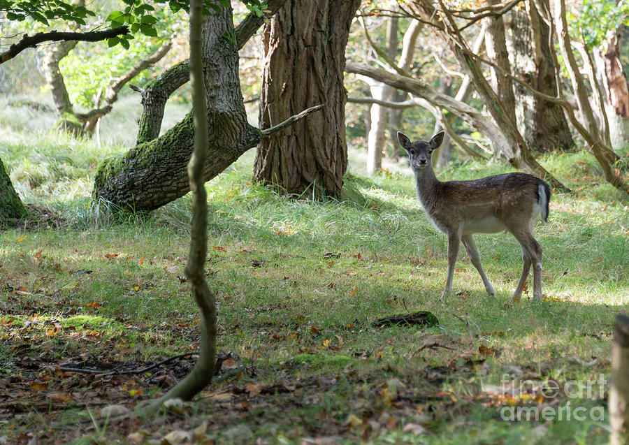 Nature Photograph - Young Bambi Deer  by Compuinfoto