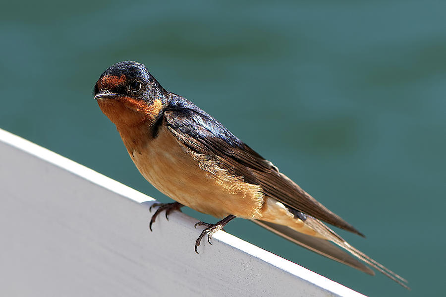 Young Barn Swallow Photograph by Sharon Talson