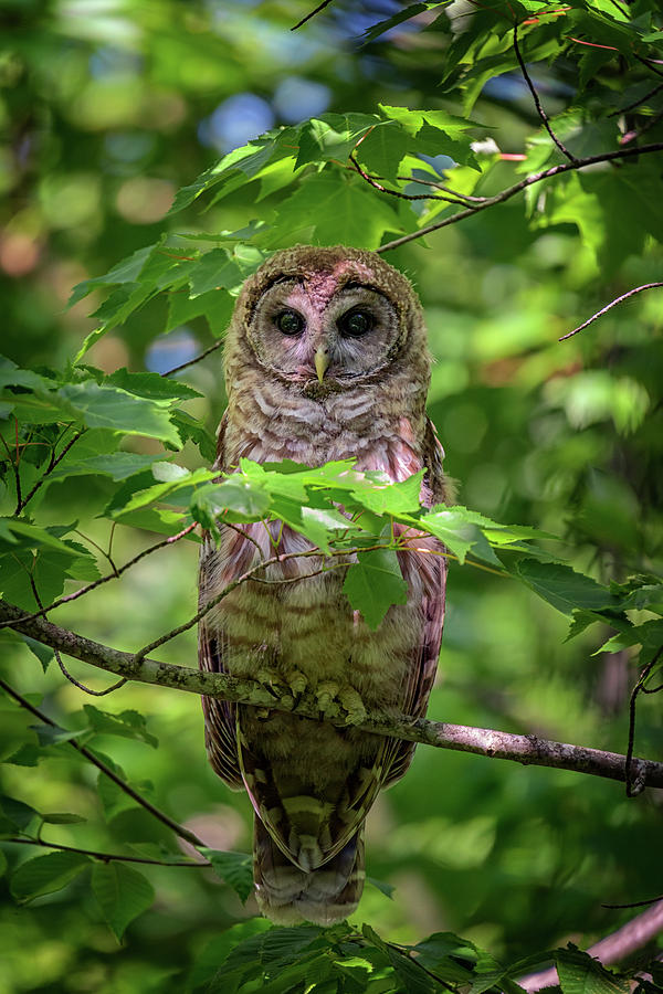 Owl Photograph - Young Barred Owl in Acadia by Rick Berk
