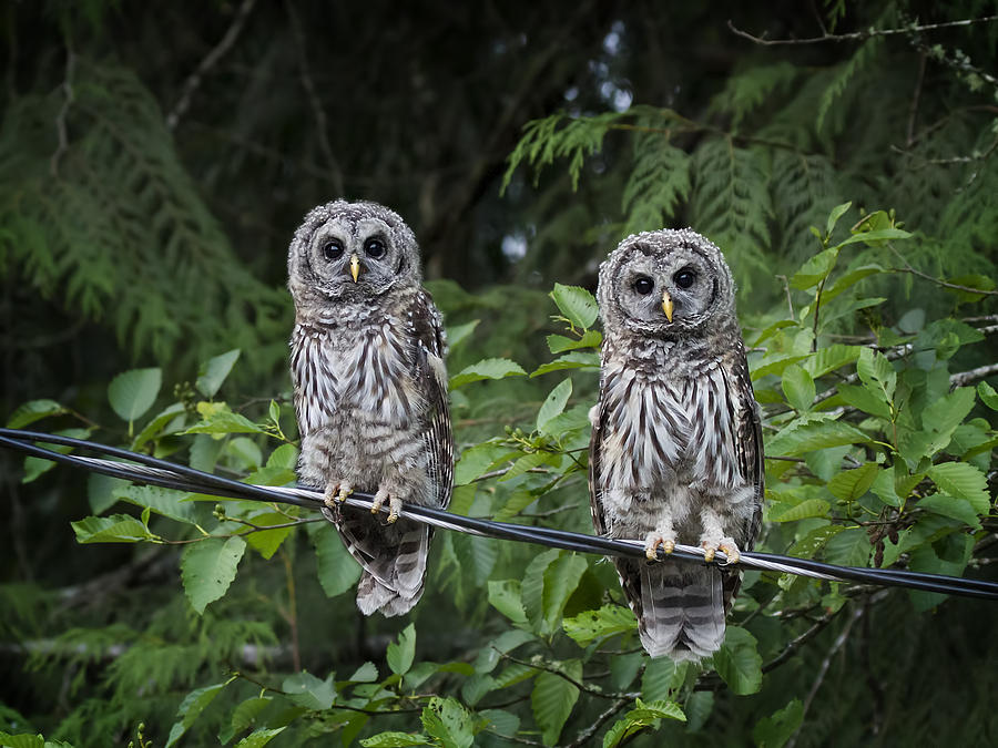 Young Barred Owls Photograph by Inge Riis McDonald