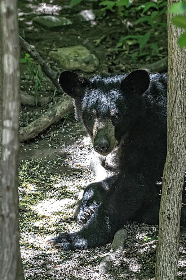 Young Bear Visitor Photograph by John Haldane
