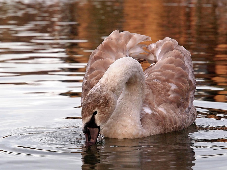Young Beauty - Juvenile Mute Swan Photograph by Gill Billington