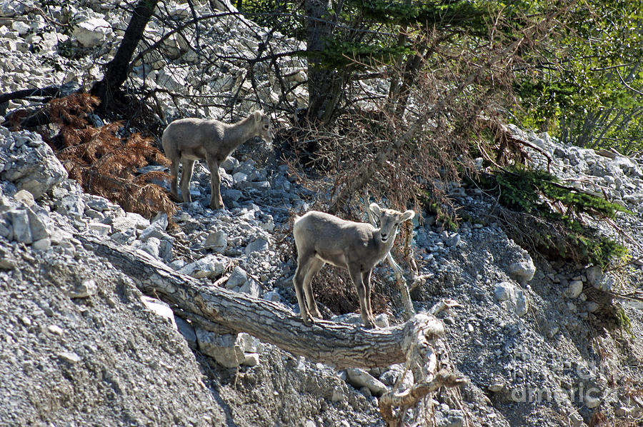 Young Big Horn Sheep - Jasper Photograph by Cindy Murphy - NightVisions 
