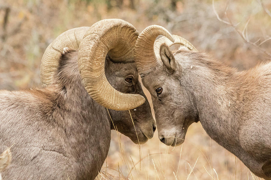 Young Bighorn Tests His Elder Photograph by Tony Hake