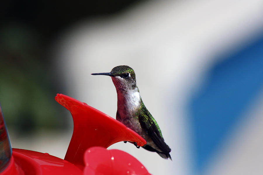 Hummingbird Photograph - Young Bird  by Cathy Beharriell