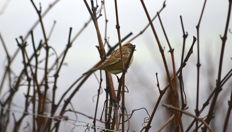 Young Bird in Foggy Vineyard Photograph by Alex King
