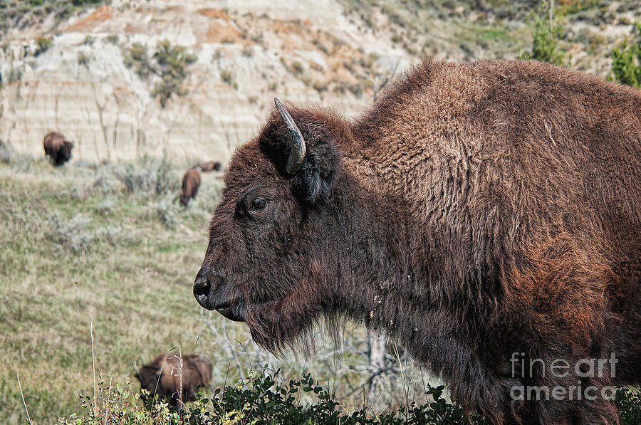 Young Bison Photograph by Craig Leaper