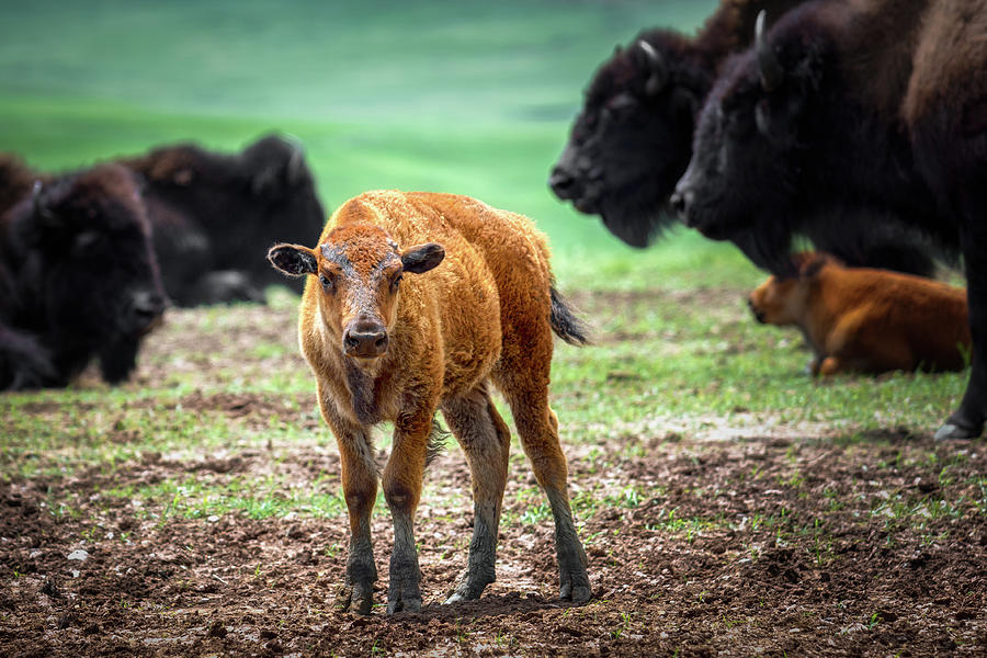 Young Bison Photograph by James Barber