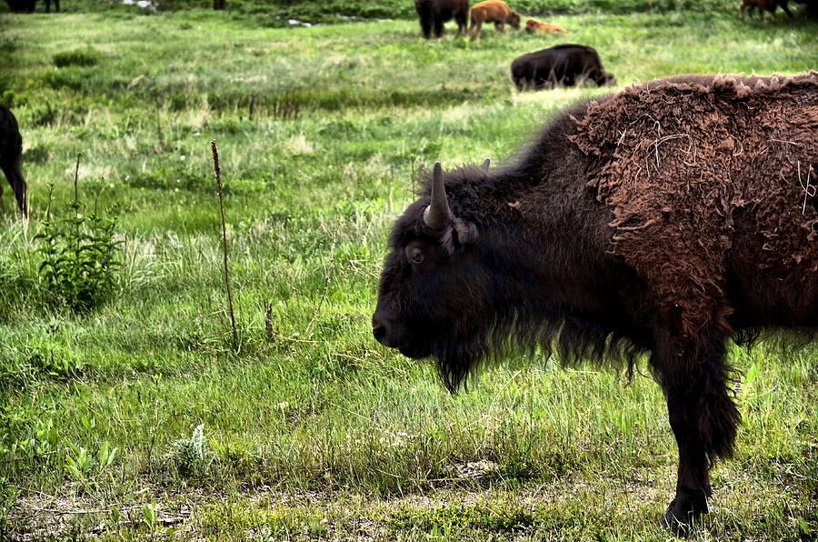 Young Bison Photograph by Jimmy Jordan | Fine Art America