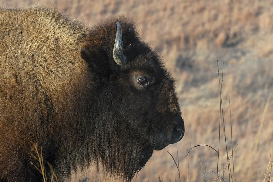 Young Bison Portrait Photograph by David Drew