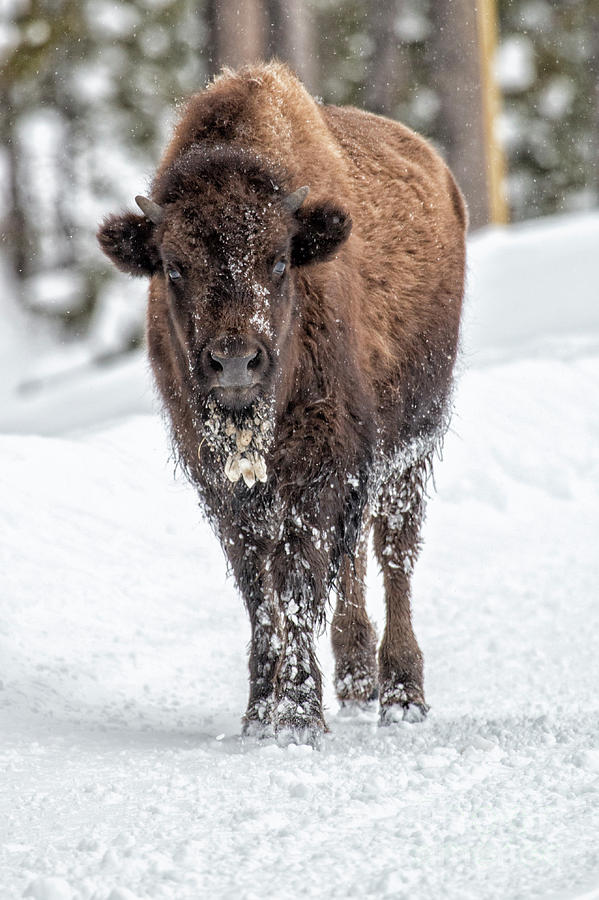 Young Bison Photograph by Sonya Lang