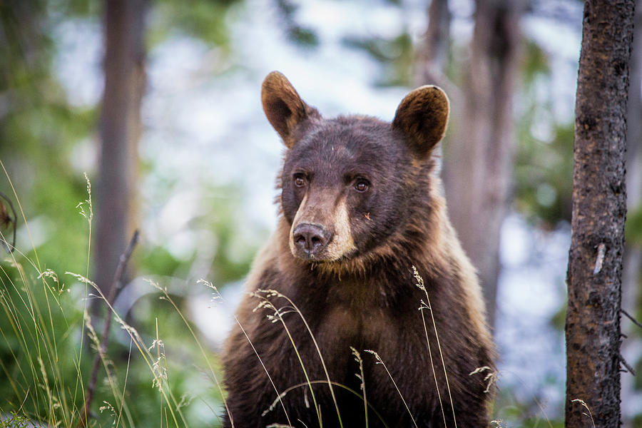 Young Black Bear Photograph By Dan Pearce Fine Art America