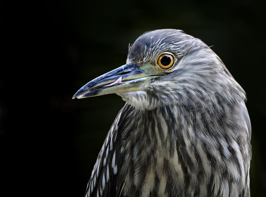 Young Black Crowned Night Heron Photograph by Carol Eade