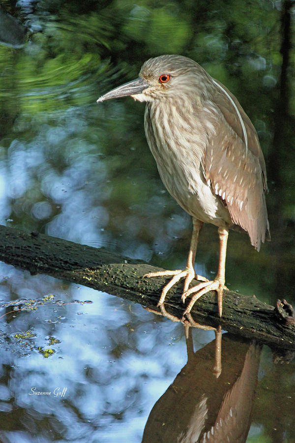 Heron Photograph - Young Black Crowned Night Heron by Suzanne Gaff