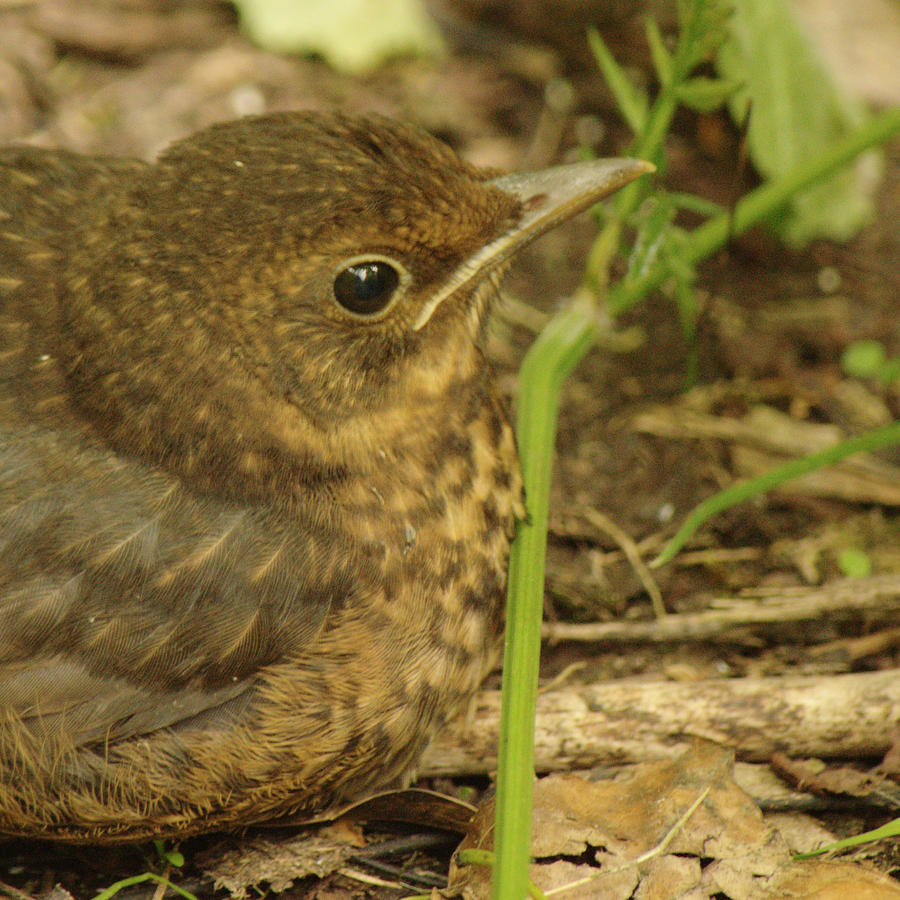 Young Blackbird Closeup by Adrian Wale Young Blackbird Closeup by Adrian Wale