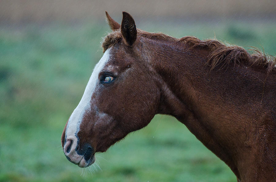 https://images.fineartamerica.com/images/artworkimages/mediumlarge/1/young-blind-horse-in-the-rain-mario-croteau.jpg