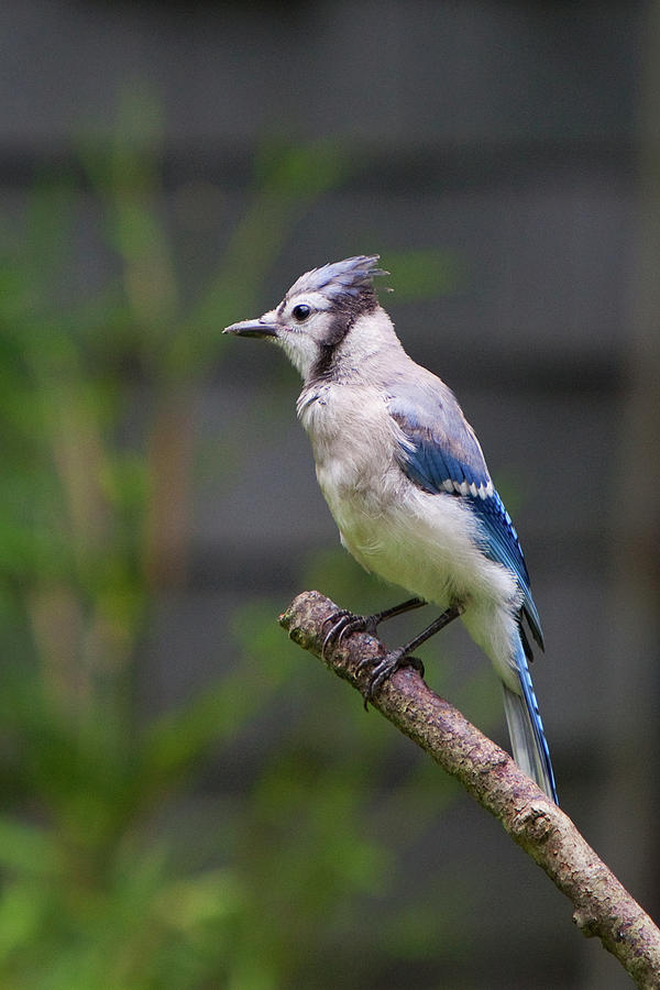 Young Blue Jay Photograph