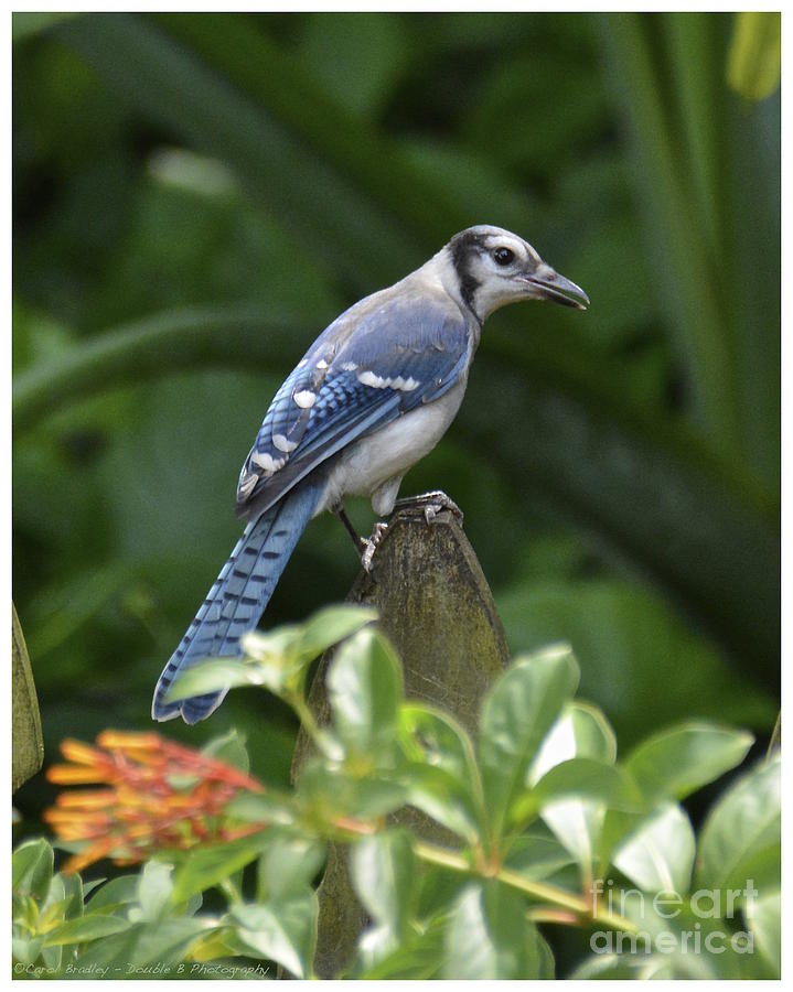 Young Blue Jay Photograph by Carol  Bradley
