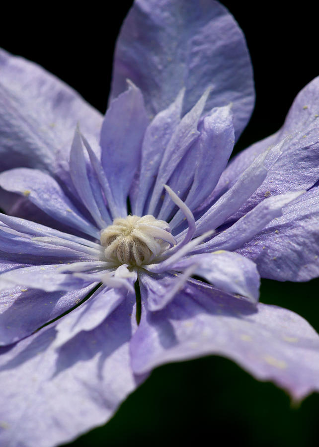 Young Blue Light Clematis Photograph by Edward Myers