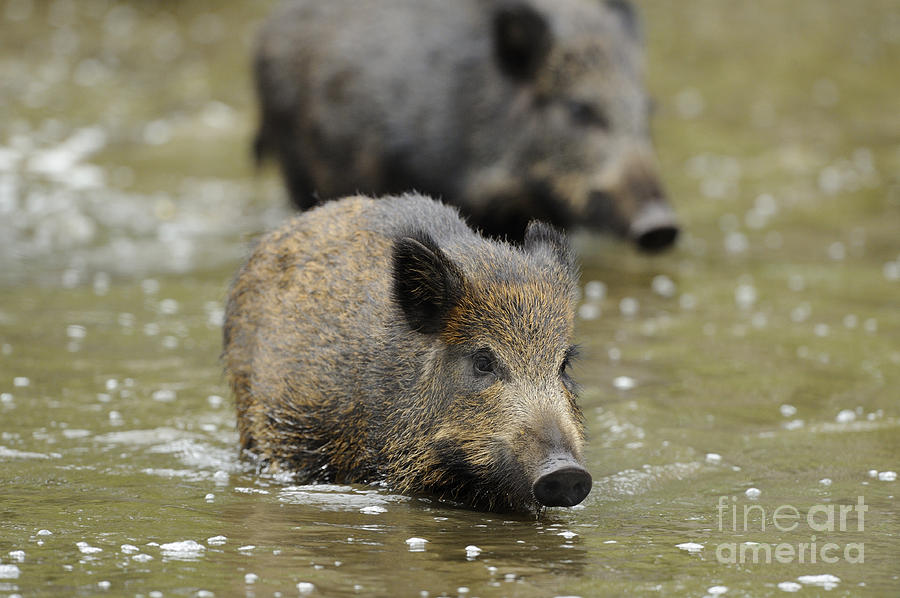 Young Boars In Mud Puddle Photograph by David & Micha Sheldon