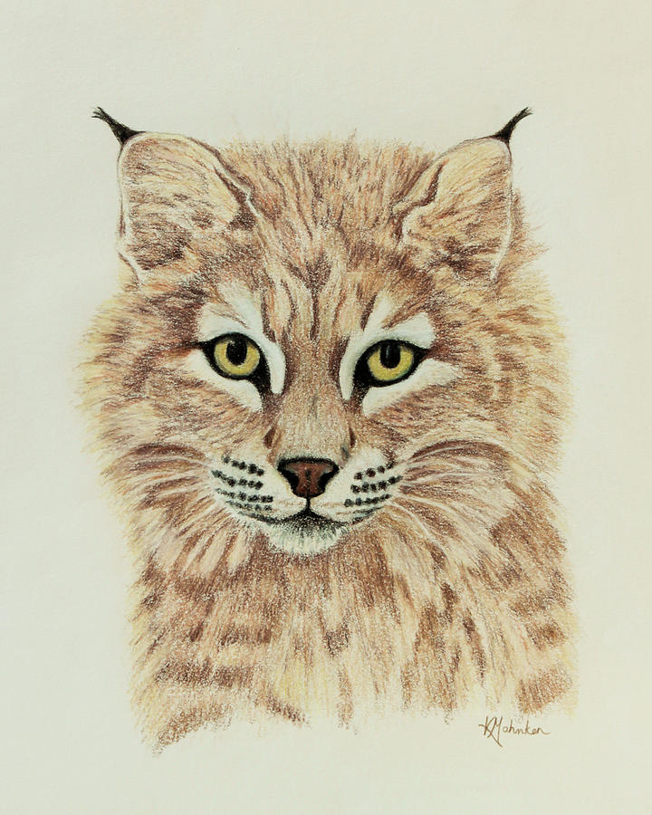 Young Bobcat Drawing by Karen Mahnken