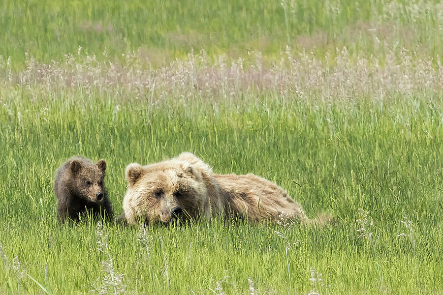 Young Brown Bear Cub and Its Mother, No. 1 Photograph by Belinda Greb