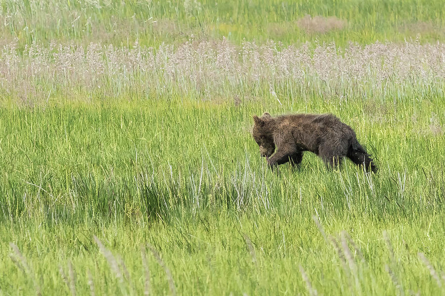 Young Brown Bear Cub, No. 1 Photograph