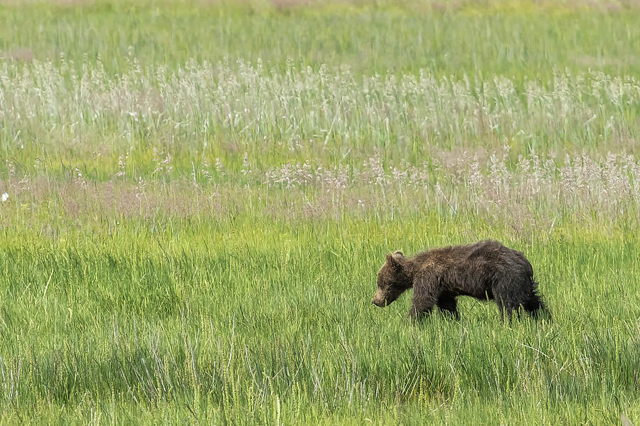 Young Brown Bear Cub, No. 2 Photograph by Belinda Greb