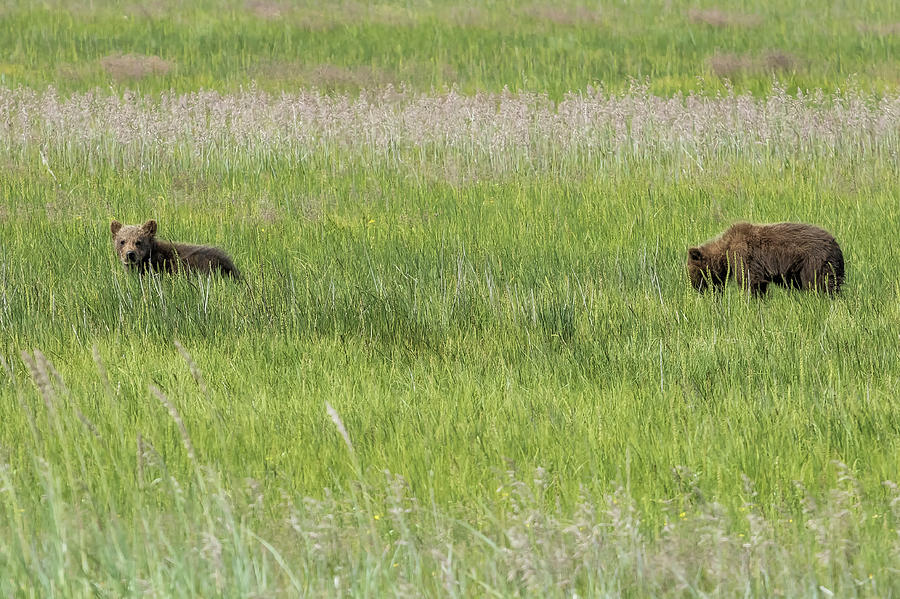 Young Brown Bear Cubs Photograph by Belinda Greb