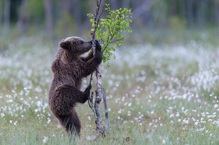 Animal Drawing - Young Brown Bear Try To Climb A Small Birch Tree by McPhoto-Rolfes Bildagentur-online