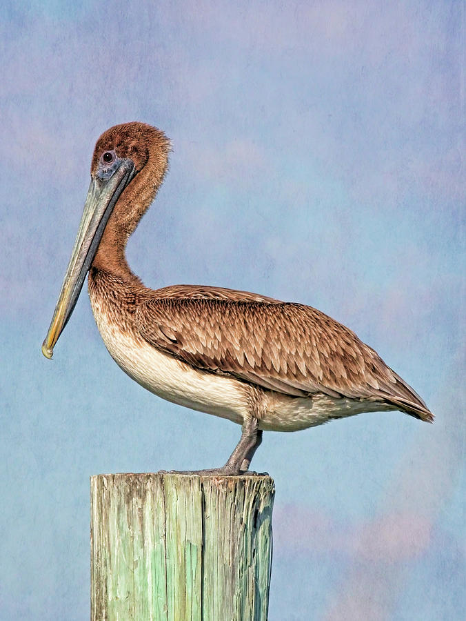 Young Brown Pelican 2 Photograph by HH Photography of Florida