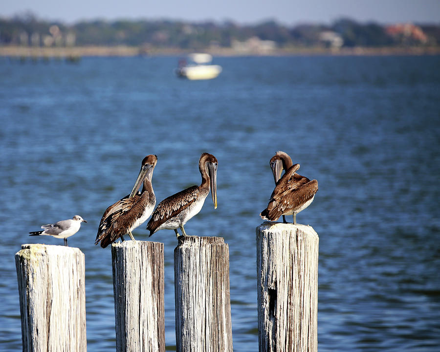 Young Brown Pelicans Photograph by Judy Vincent
