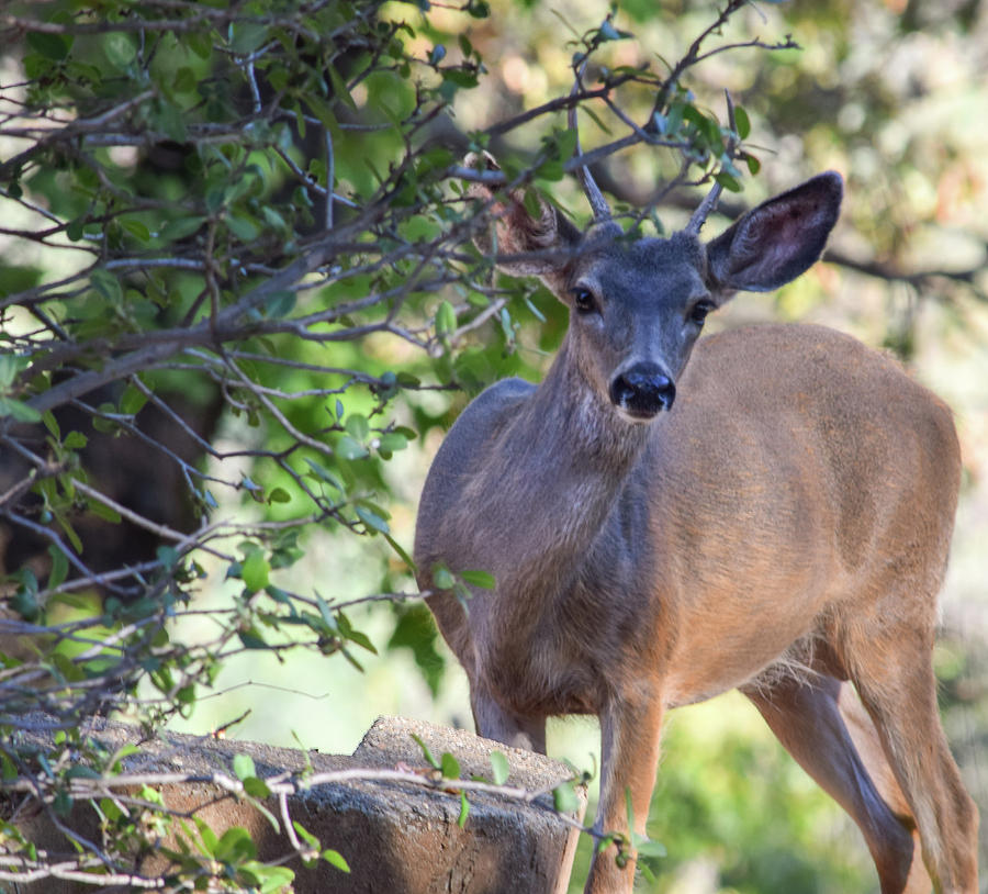 Young Buck - 1 Photograph