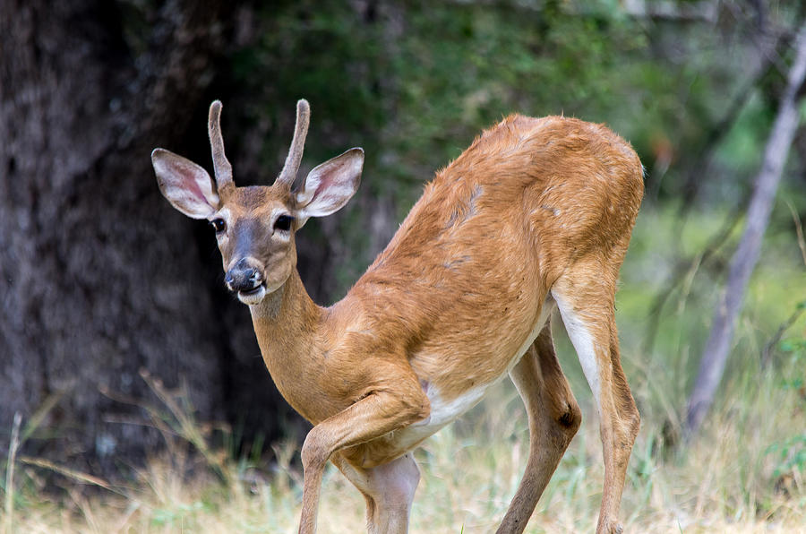 Young Buck 2 Photograph by Bob Marquis - Fine Art America