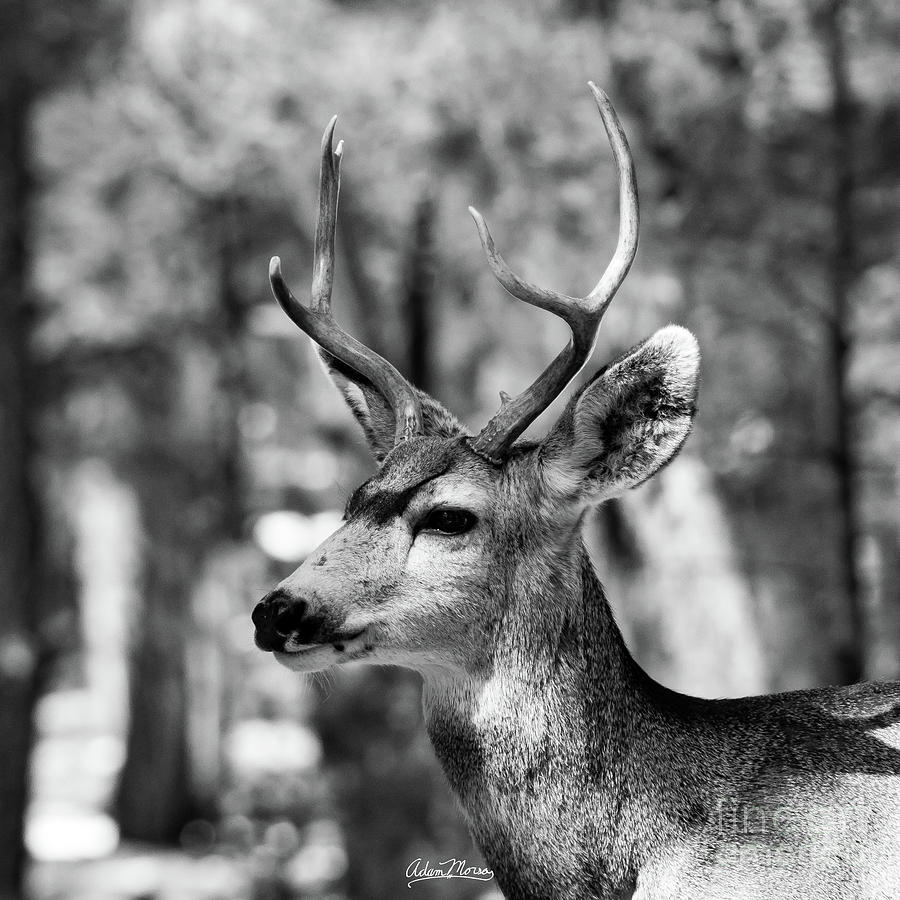 Young Buck Photograph by Adam Morsa