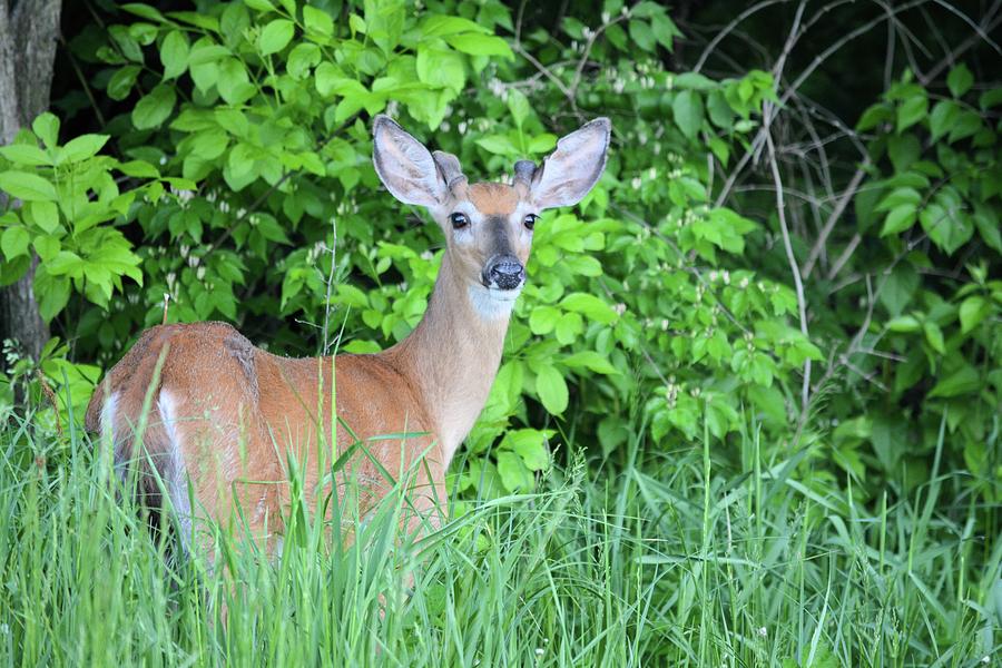 Young Buck Photograph by Bonfire Photography