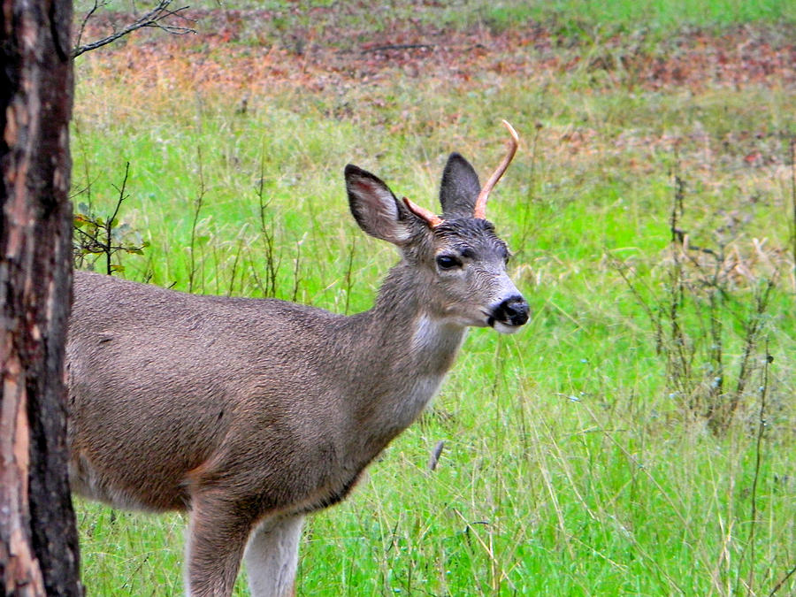 Young Buck - Broken Antler - 1 Photograph by Alan C Wade - Fine Art America