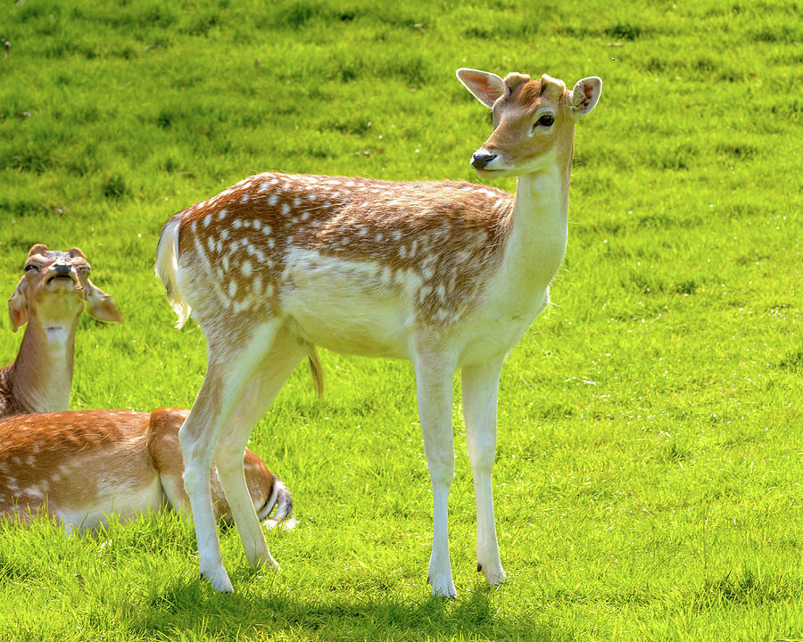 Young Buck Deer Photograph by Jacek Wojnarowski - Fine Art America