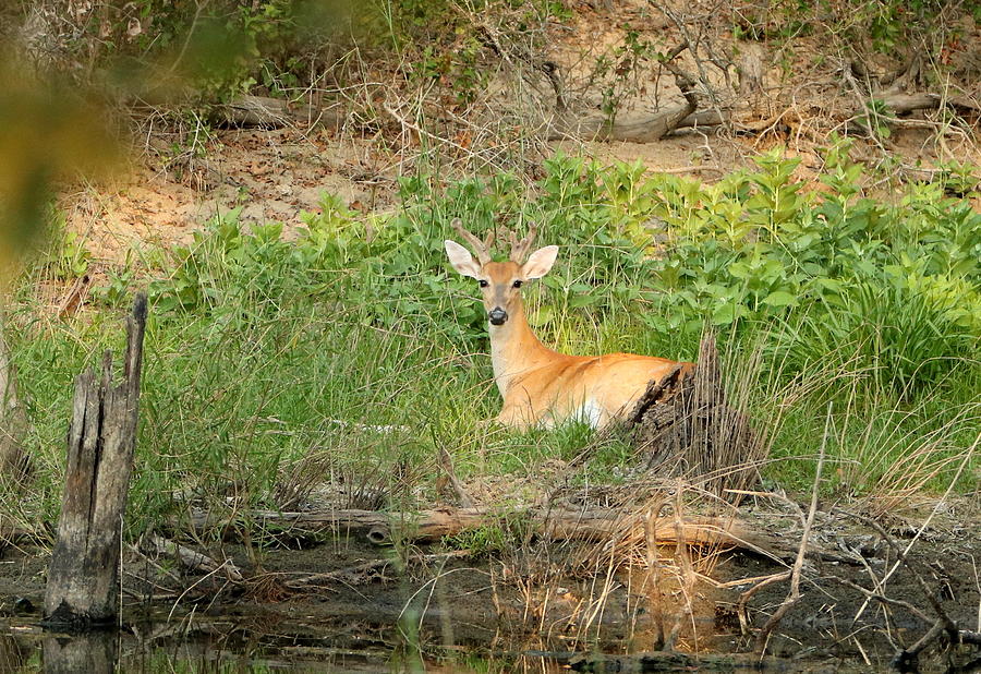 Young Buck Deer Resting by Pond Photograph by Sheila Brown