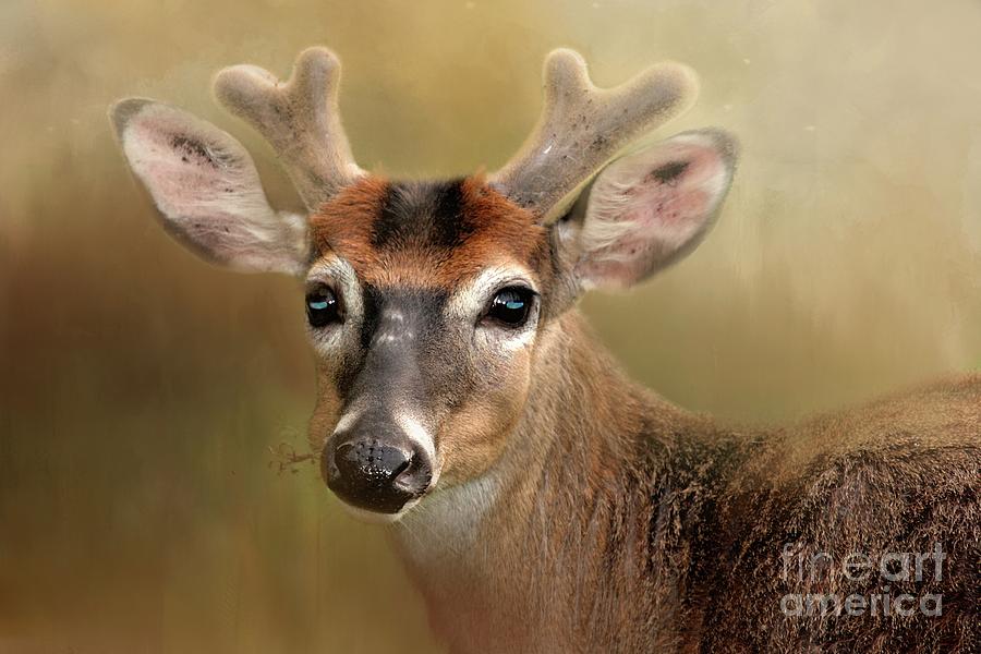 Young Buck Photograph by Geraldine DeBoer