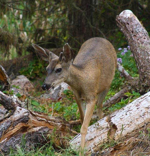 Young Buck in Big Sur Photograph by Patricia Wensel - Fine Art America