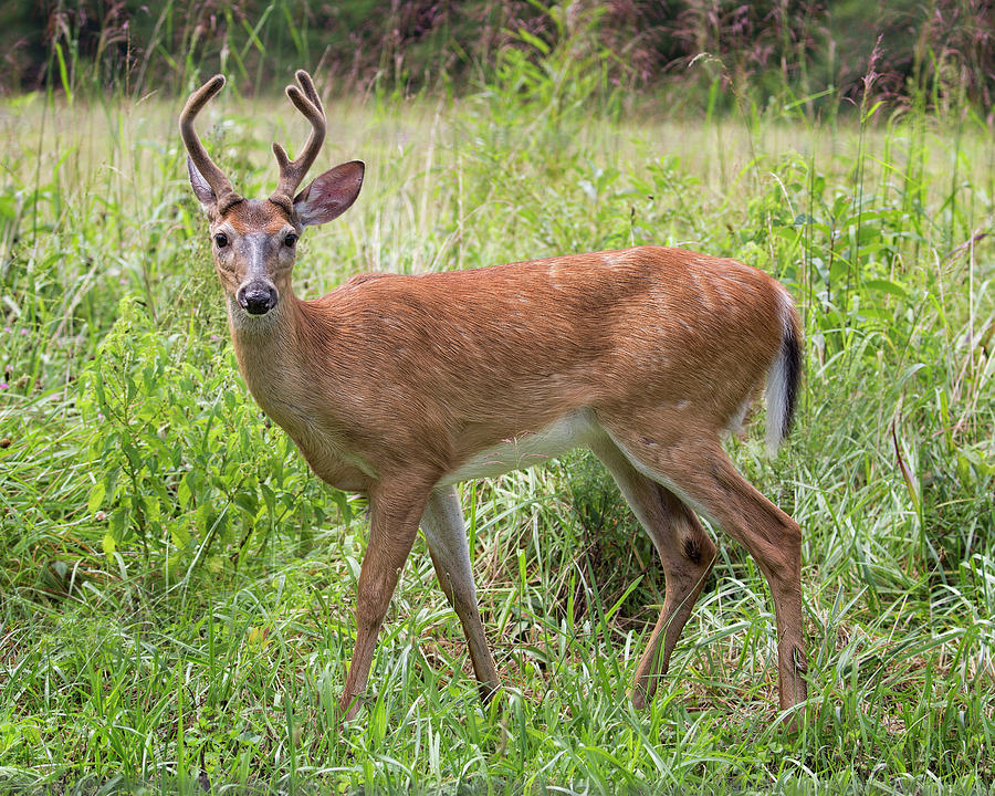 Young Buck in Cades Cove Photograph by Jemmy Archer