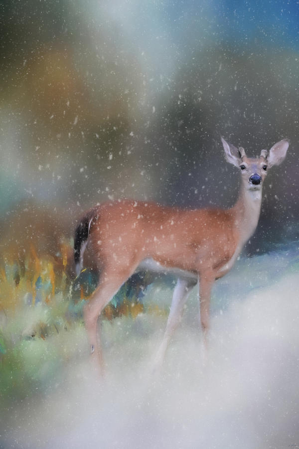 Young Buck in The Snow Deer Art by Jai Johnson Photograph by Jai Johnson