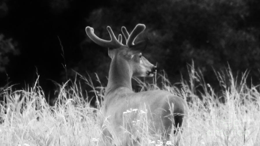 Deer Photograph - Buck Dance by Keri West