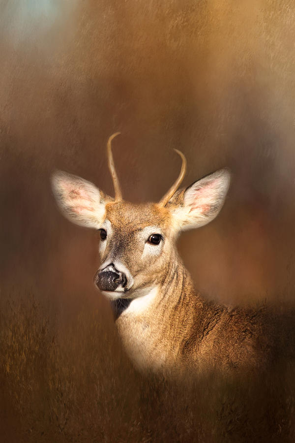 Young Buck Photograph by Kim Hojnacki