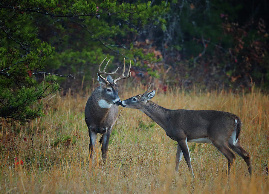 Young Buck Meets Dad Photograph by Duane Cross