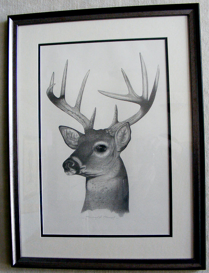 Wildlife Drawing - Young Buck by Michael Kreizel