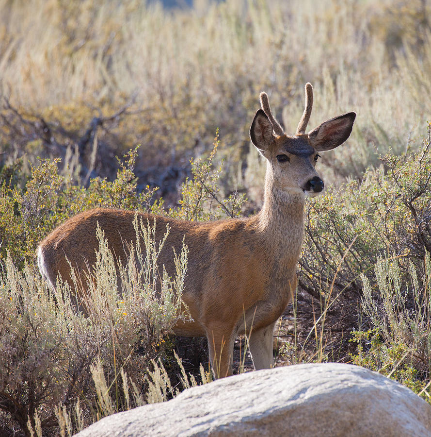 Young Buck Mule Deer Photograph by Melinda Fawver