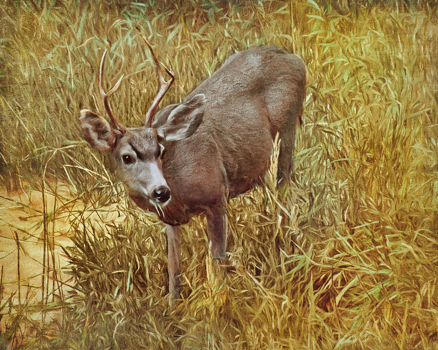 Young Buck - Mule Deer Photograph by Nikolyn McDonald
